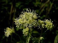 Thalictrum flavum 6, Poelruit, Saxifraga-Jan van der Straaten