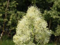 Thalictrum lucidum 2, Saxifraga-Jan Willem Jongepier
