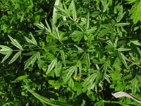 Thalictrum lucidum 3, Saxifraga-Rutger Barendse