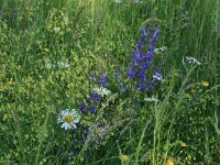 Thalictrum minus 10, Kleine ruit, Saxifraga-Hans Boll