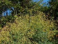 Thalictrum minus 17, Kleine ruit, Saxifraga-Ed Stikvoort