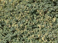 Thalictrum minus 2, Kleine ruit, Saxifraga-Peter Meininger