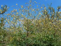 Thalictrum minus 24, Kleine ruit, Saxifraga-Ed Stikvoort