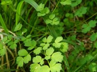 Thalictrum minus 27, Kleine ruit, Saxifraga-Rutger Barendse