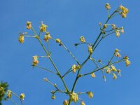 Thalictrum minus 28, Kleine ruit, Saxifraga-Ed Stikvoort