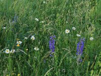 Thalictrum minus 3, Kleine ruit, Saxifraga-Hans Boll