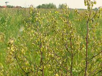 Thalictrum minus 30, Kleine ruit, Saxifraga-Hans Grotenhuis