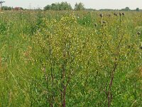 Thalictrum minus 31, Kleine ruit, Saxifraga-Hans Grotenhuis
