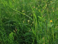 Thalictrum minus 5, Kleine ruit, Saxifraga-Hans Boll