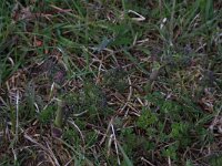 Thalictrum minus 8, Kleine ruit, Saxifraga-Hans Boll