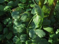 Thalictrum speciosissimum 2, Saxifraga-Rutger Barendse