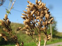 Thalictrum speciosissimum 3, Saxifraga-Rutger Barendse