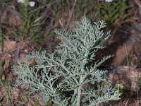 Thapsia gymnesica 2, Saxifraga-Rutger Barendse