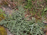 Thapsia gymnesica 3, Saxifraga-Rutger Barendse