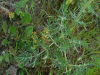 Thapsia transtagana 2, Saxifraga-Ed Stikvoort