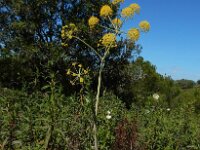 Thapsia transtagana 3, Saxifraga-Ed Stikvoort