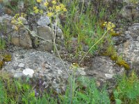 Thapsia transtagana 4, Saxifraga-Ed Stikvoort