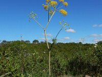 Thapsia transtagana 6, Saxifraga-Ed Stikvoort