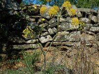 Thapsia transtagana 7, Saxifraga-Ed Stikvoort