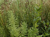 Thelypteris palustris 23, Moerasvaren, Saxifraga-Ed Stikvoort : A900