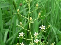 Thesium linophyllon 2, Saxifraga-Jan Willem Jongepier