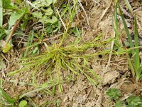 Thesium pyrenaicum 2, Weidebergvlas, Saxifraga-Rutger Barendse
