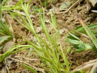 Thesium pyrenaicum 3, Weidebergvlas, Saxifraga-Rutger Barendse
