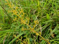 Thesium pyrenaicum 4, Weidebergvlas, Saxifraga-Rutger Barendse