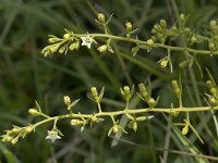 Thesium pyrenaicum 5, Weidebergvlas, Saxifraga-Willem van Kruijsbergen
