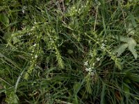 Thesium ramosum