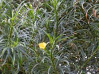 Thevetia peruviana 1, Saxifraga-Rutger Barendse