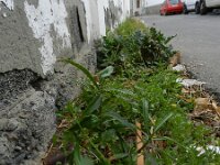 Thevetia peruviana 2, Saxifraga-Rutger Barendse