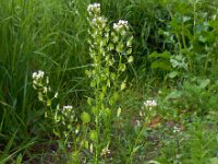 Thlaspi arvense 10, Witte krodde, Saxifraga-Ed Stikvoort