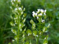 Thlaspi arvense 11, Witte krodde, Saxifraga-Ed Stikvoort