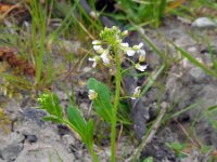 Thlaspi arvense 12, Witte krodde, Saxifraga-Ed Stikvoort