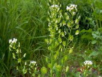 Thlaspi arvense 13, Witte krodde, Saxifraga-Ed Stikvoort