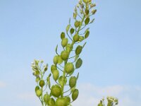 Thlaspi arvense 14, Witte krodde, Saxifraga-Ed Stikvoort