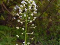 Thlaspi arvense 15, Witte krodde, Saxifraga-Ed Stikvoort