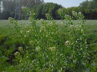Thlaspi arvense 16, Witte krodde, Saxifraga-Ed Stikvoort