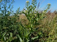 Thlaspi arvense 17, Witte krodde, Saxifraga-Ed Stikvoort