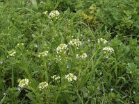 Thlaspi arvense 2, Witte krodde, Saxifraga-Jan van der Straaten