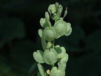 Thlaspi arvense 3, Witte krodde, Saxifraga-Marijke Verhagen