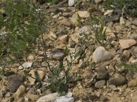 Thlaspi arvense 4, Witte krodde, Saxifraga-Willem van Kruijsbergen