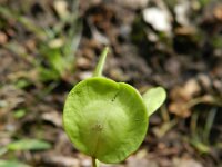 Thlaspi arvense 5, Witte krodde, Saxifraga-Rutger Barendse