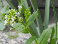 Thlaspi arvense 6, Witte krodde, Saxifraga-Rutger Barendse