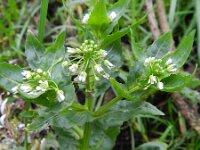 Thlaspi arvense 7, Witte krodde, Saxifraga-Rutger Barendse