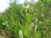 Thlaspi arvense 8, Witte krodde, Saxifraga-Rutger Barendse