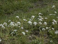 Thlaspi caerulescens 2, Zinkboerenkers, Saxifraga-Willem van Kruijsbergen