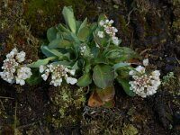 Thlaspi caerulescens 3, Zinkboerenkers, Saxifraga-Willem van Kruijsbergen