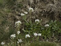 Thlaspi caerulescens 4, Zinkboerenkers, Saxifraga-Willem van Kruijsbergen